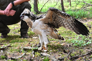 Dwa młode rybołowy w nadleśnictwie Trzcianka