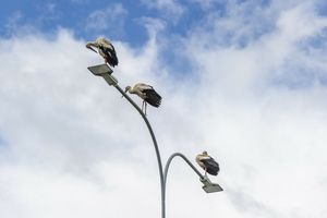 Bocian biały zwycięża w plebiscycie na Zwierzę Roku 2025