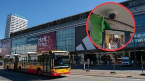 Pluszowy jamnik w warszawskim autobusie