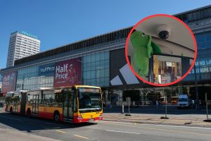 Pluszowy jamnik w warszawskim autobusie