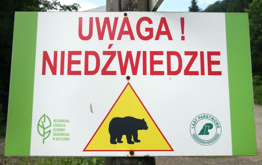 niedźwiedź