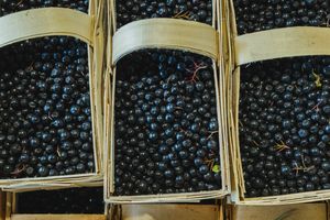 Rekordowe ceny jagód w Polsce