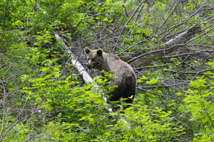 Jak zachować się podczas spotkania ze zwierzęciem leśnym?