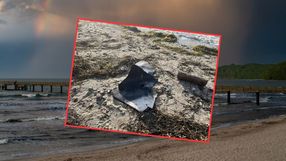 Płetwy morświna na plaży