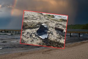 Płetwy morświna na plaży