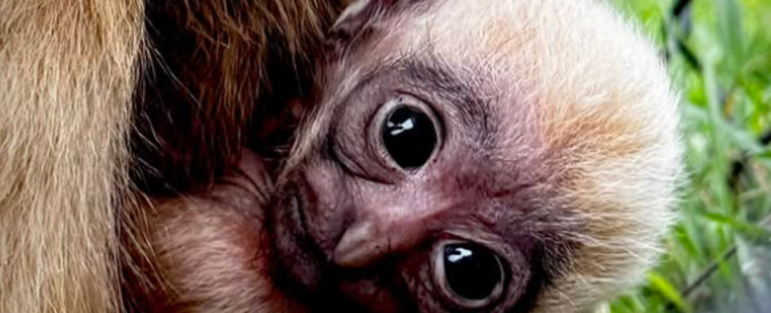 Gibboniec białolicy z zoo w Tasmanii