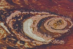 kolonie flamingów nad jeziorem Natron