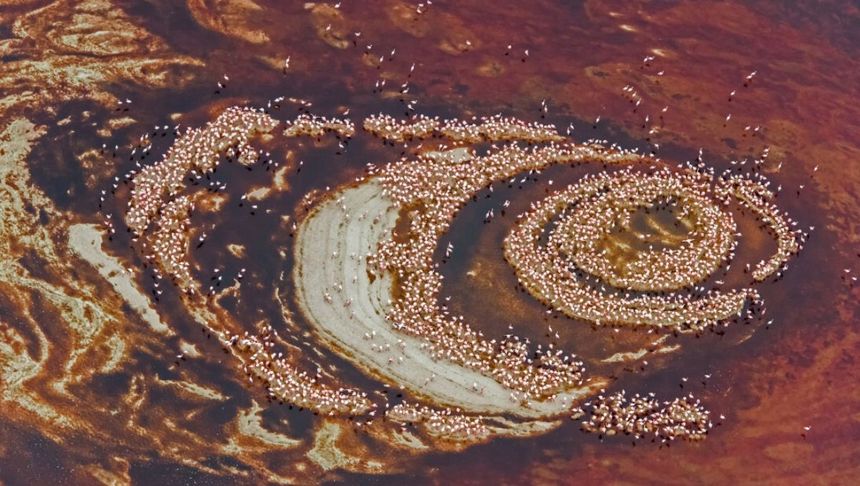 kolonie flamingów nad jeziorem Natron