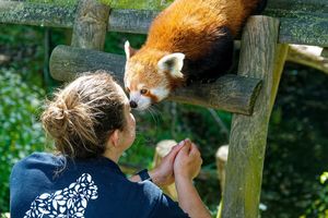 Lehe Ledu Hotel oferował budzenie przez pandki rude