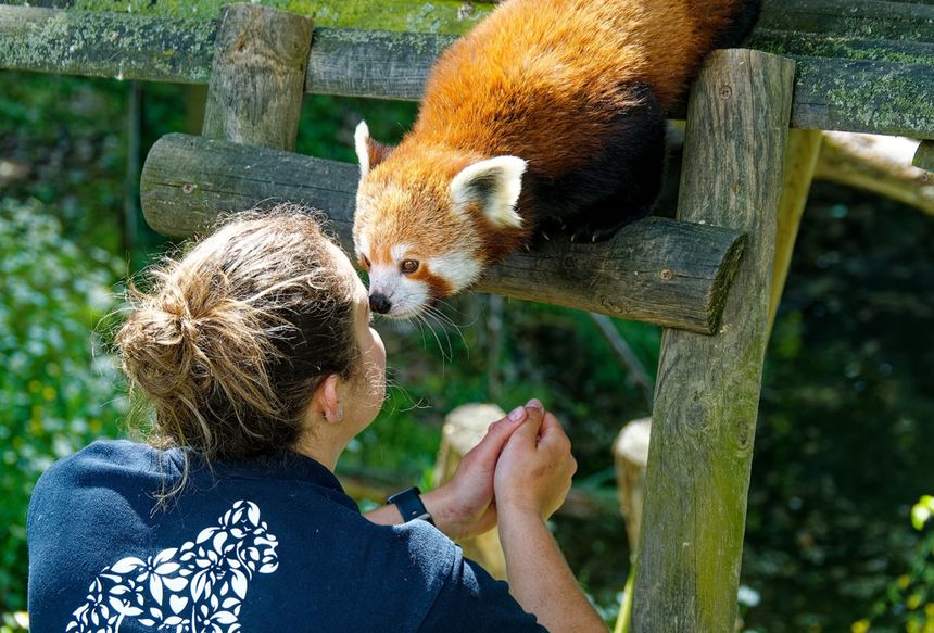 Lehe Ledu Hotel oferował budzenie przez pandki rude