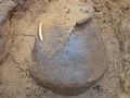 Trzeci garnek odkryty przez archeologów