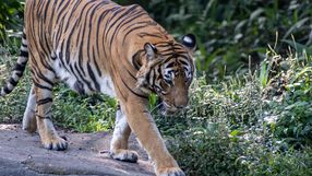 Kontrowersyjny apel władz zoo w Aalborgu