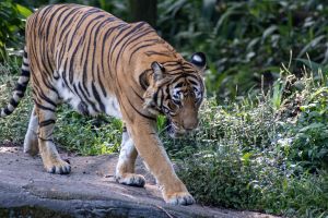 Kontrowersyjny apel władz zoo w Aalborgu