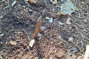 Kolce na drodze w lesie pod Trzcianką