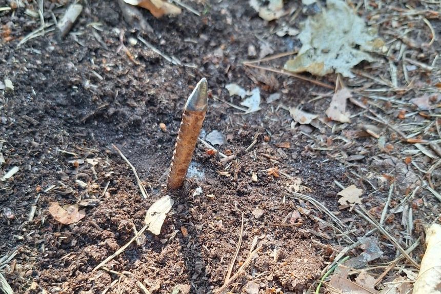 Kolce na drodze w lesie pod Trzcianką