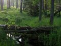 Bory Tucholskie