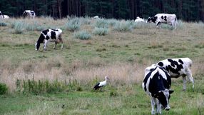 Nowe wsparcie dla rolników: Nawet 1125 euro dla małych gospodarstw