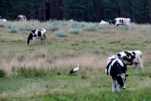 Nowe wsparcie dla rolników: Nawet 1125 euro dla małych gospodarstw
