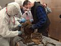 specjaliści z Pracowni Konserwacji Tkanin Muzeum Wojska Polskiego