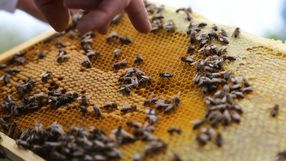 Poczta Polska wspiera pszczelarzy