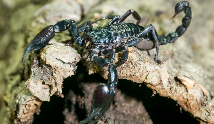 skorpion