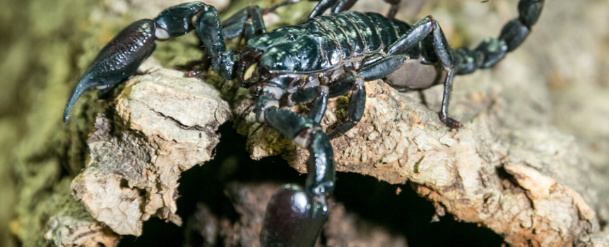skorpion