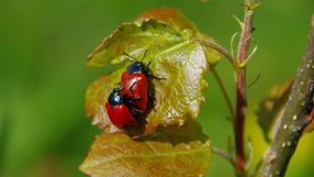 poskrzypka liliowa
