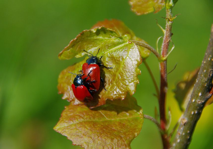 poskrzypka liliowa