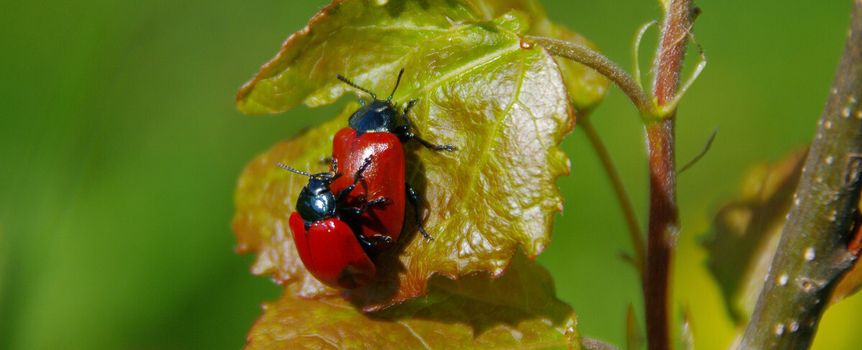 poskrzypka liliowa
