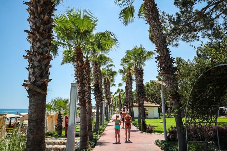 plaża z palmami