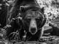 Myszka, niedźwiedzica z wrocławskiego zoo