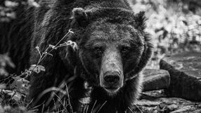 Myszka, niedźwiedzica z wrocławskiego zoo