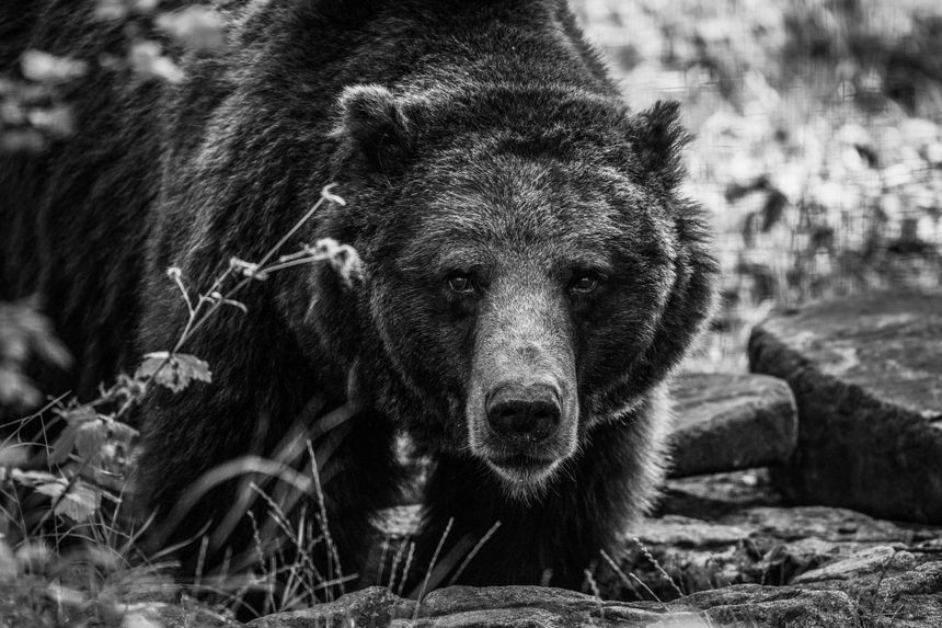 Myszka, niedźwiedzica z wrocławskiego zoo