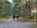 Straż leśna w Polsce prowadzi akcję 'Wieniec'