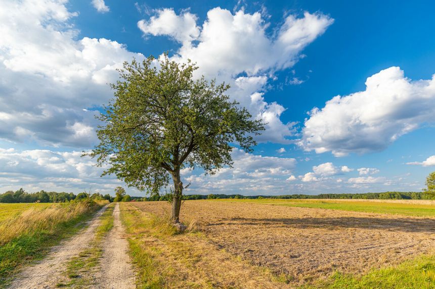 Konkurs Drzewo Roku 2025