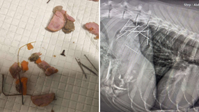 Kiełbasa z gwoździami