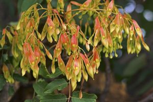 Ailanthus altissima 