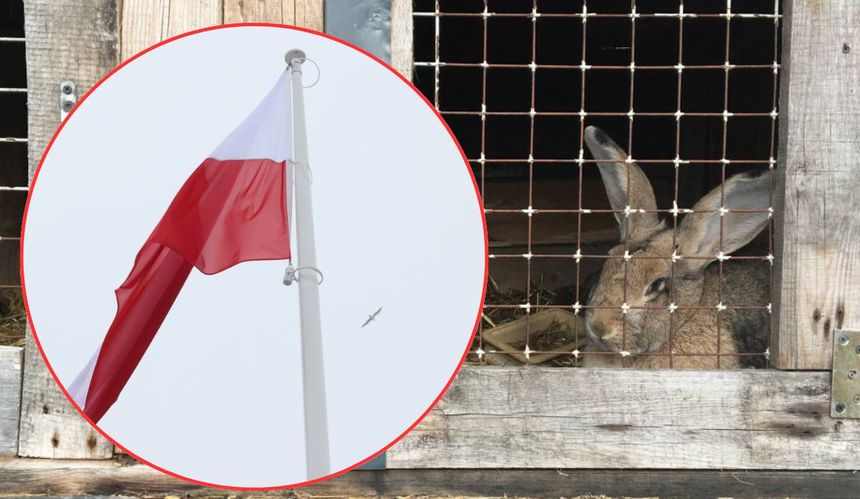 Kandydaci na prezydenta - czy popierają ograniczenie hodowli zwierząt na futro?