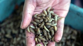 larwy Hermetia illucens