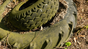 Oddadzą opony, dostaną sadzonkę