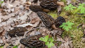 Ochrona smardzy: jak zbierać je zgodnie z prawem?