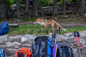 Uwaga na lisy. Kradną jedzenie w Tatrach