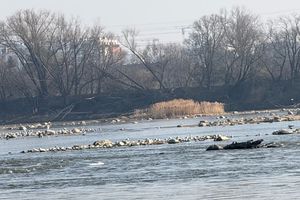 Woda w Wiśle
