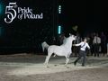 Aukcja Pride of Poland