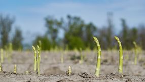 Ile można zarobić przy zbiorach wazyw i owoców?