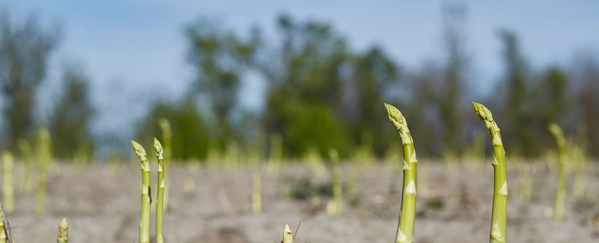 Ile można zarobić przy zbiorach wazyw i owoców?