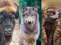 Rewilding