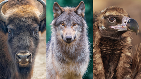 Rewilding