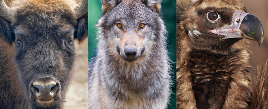 Rewilding