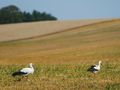 Bociany na łące latem